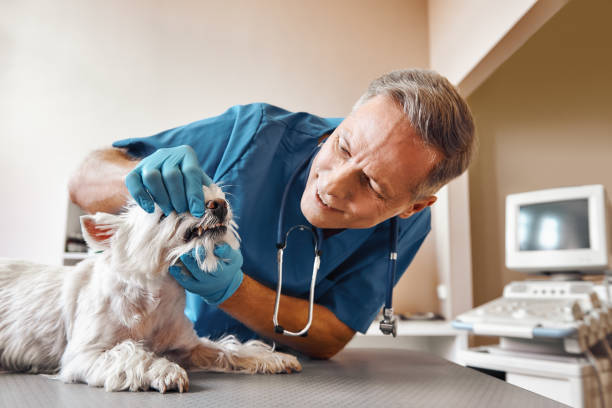 Best Pediatric Emergency Dentist in Morgantown, MS